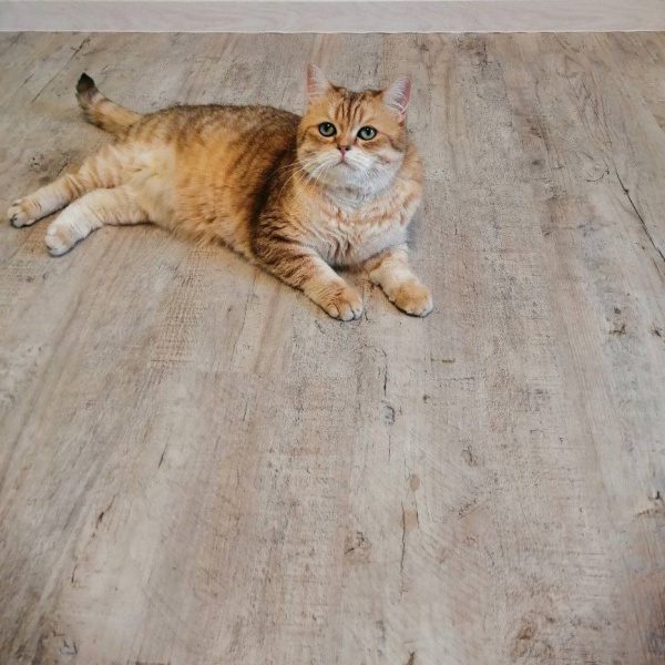 Картинка товара wpc-плитка vinilam cork 10015 дуб льеж 10015 parketcity-ufa.ru